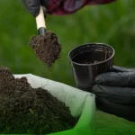 السماد العضوي